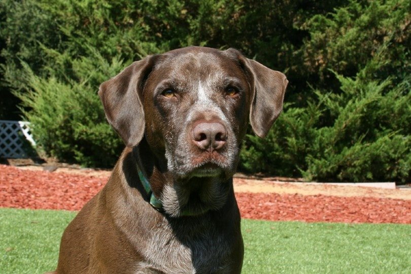 German Shorthaired Lab